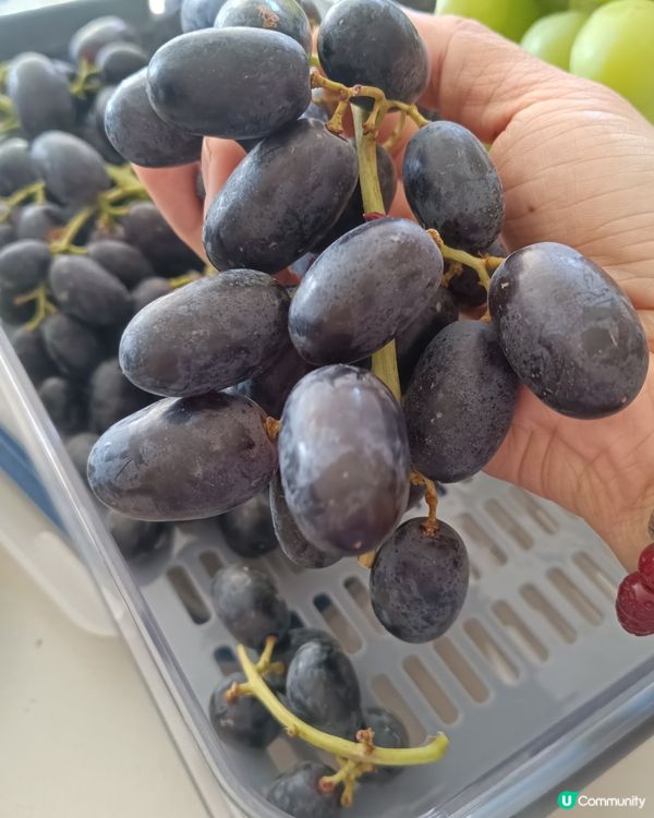 [西澳夏日活動🍇］提子提子‼️ 秋脆！棉花糖提子！