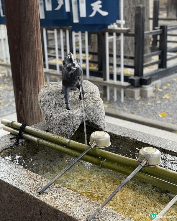 到京都超可愛豬豬寺祈求發財！  京都有很多神社，我們找了一家...