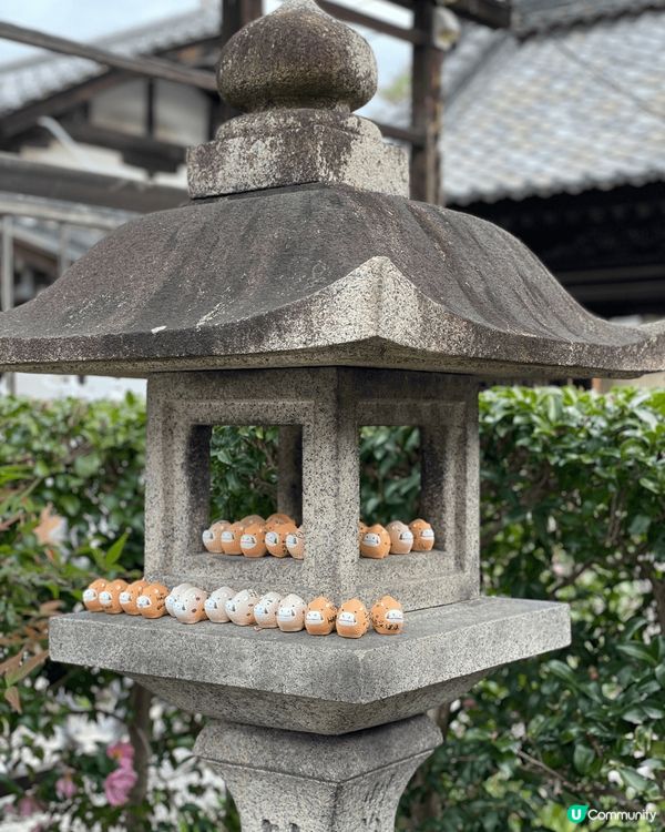 到京都超可愛豬豬寺祈求發財！  京都有很多神社，我們找了一家...