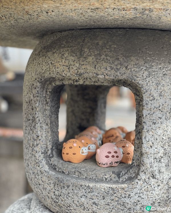 到京都超可愛豬豬寺祈求發財！  京都有很多神社，我們找了一家...