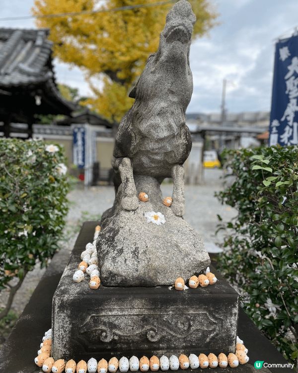 到京都超可愛豬豬寺祈求發財！  京都有很多神社，我們找了一家...