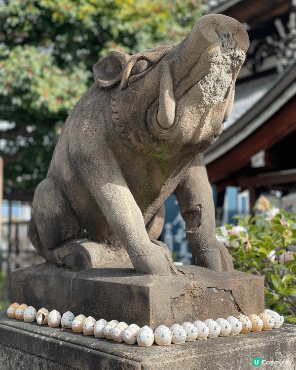 到京都超可愛豬豬寺祈求發財！  京都有很多神社，我們找了一家...