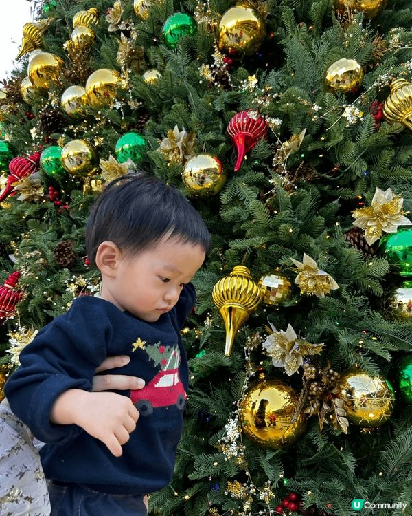 尖沙咀觀光巴士，荃灣白千層，沙田市中心，不論效外定商場都影到...