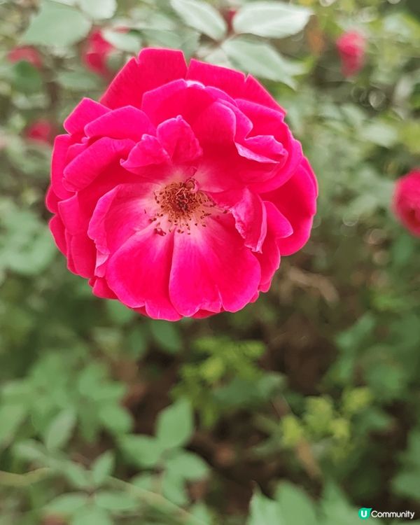 很有聖誕氣氛。