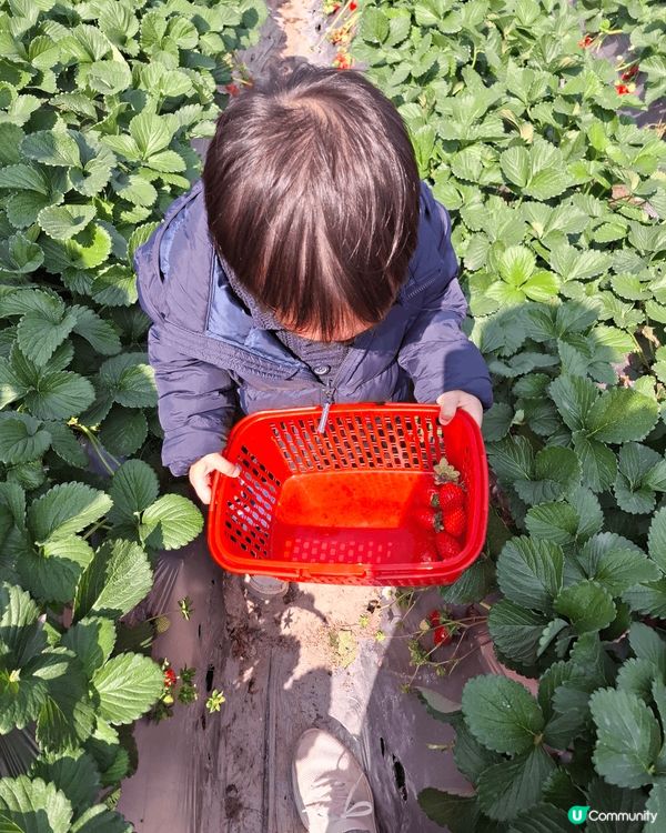 聖誕當然要到郊外走走，去大棠睇紅葉，打個卡，然後去埋錦田士多...