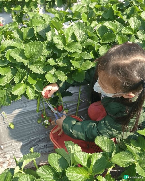 聖誕當然要到郊外走走，去大棠睇紅葉，打個卡，然後去埋錦田士多...