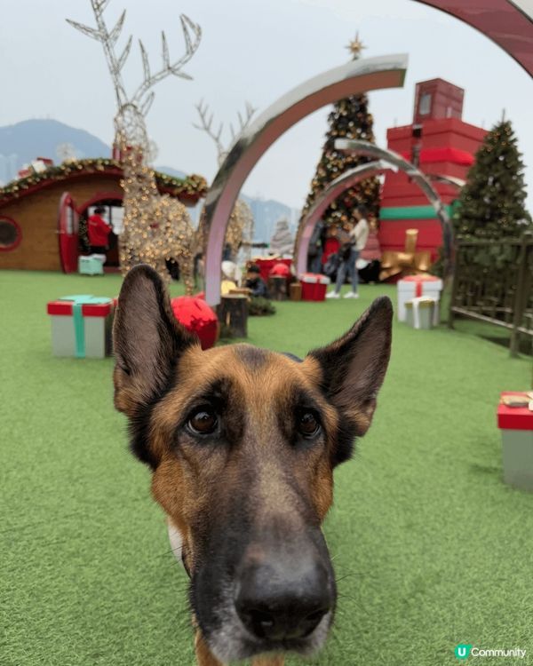 🐕：聖誕節打卡好介紹、梗係要去西九文化區影高高又靚嘅聖誕樹啦...