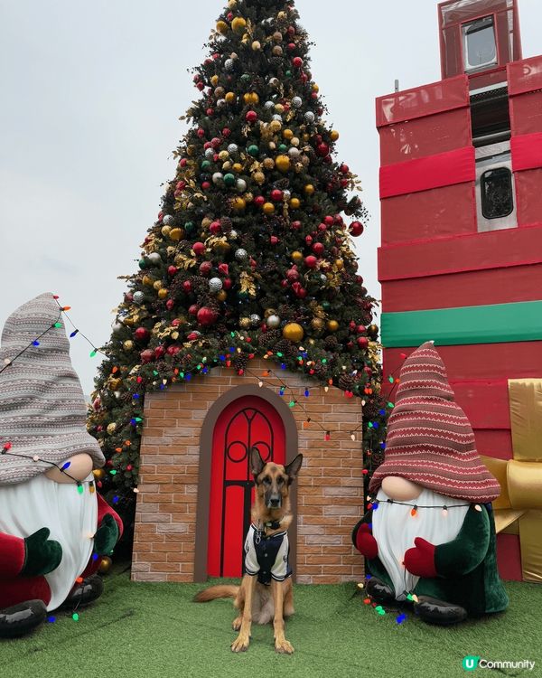 🐕：聖誕節打卡好介紹、梗係要去西九文化區影高高又靚嘅聖誕樹啦...