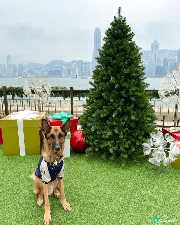 🐕：聖誕節打卡好介紹、梗係要去西九文化區影高高又靚嘅聖誕樹啦...