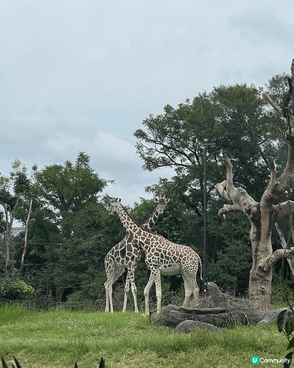 日本天王寺動物園、道頓堀、神社。非常靚嘅景色，絕對係影相嘅好...
