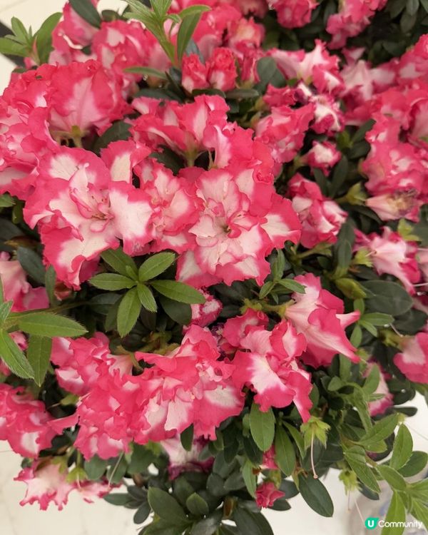 🌺🌺《紅西瑪杜鵑花》🌺🌺