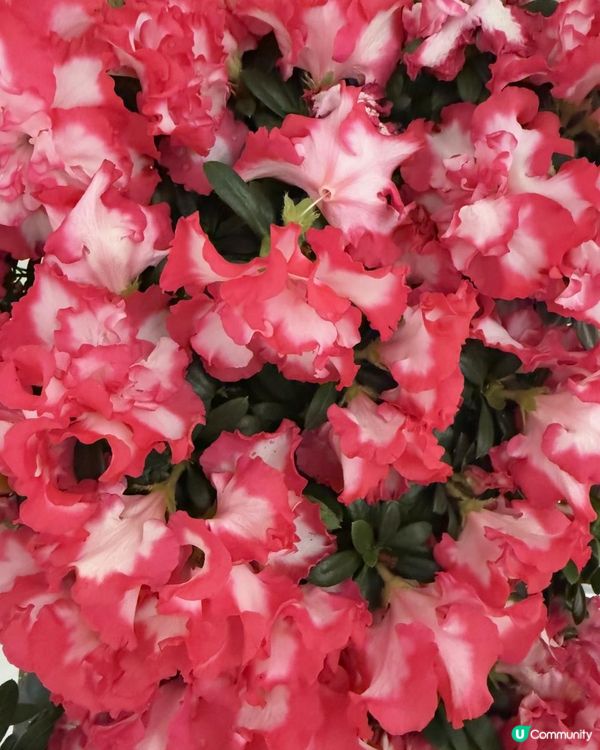 🌺🌺《紅西瑪杜鵑花》🌺🌺