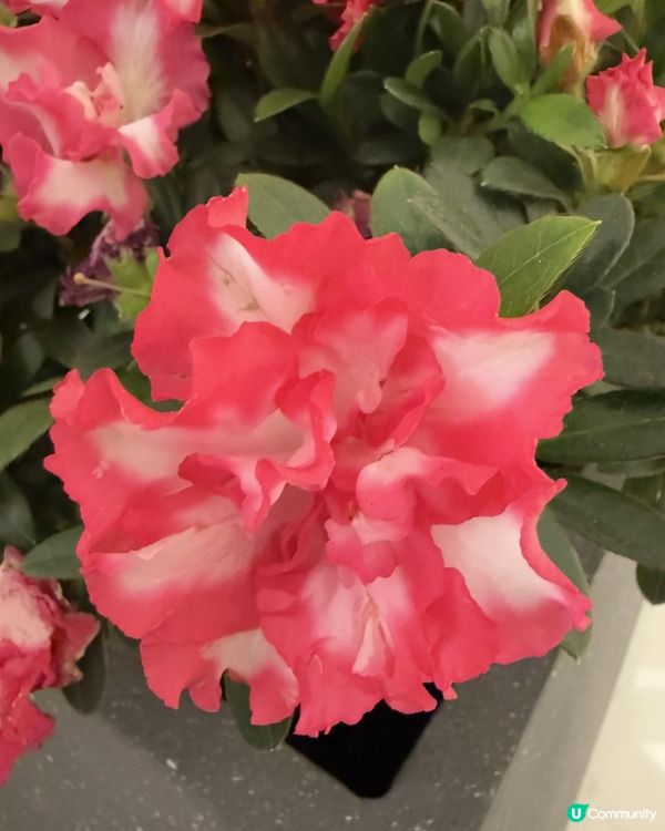 🌺🌺《紅西瑪杜鵑花》🌺🌺