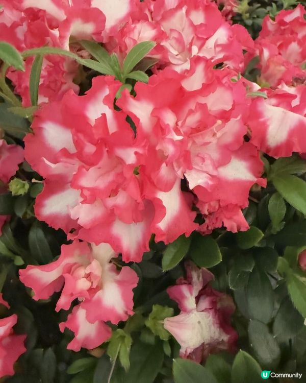 🌺🌺《紅西瑪杜鵑花》🌺🌺