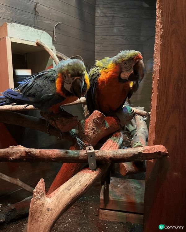 聖誕節到訪挪亞方舟，方舟博物館裏有介紹不同的小動物，例如鸚鵡...