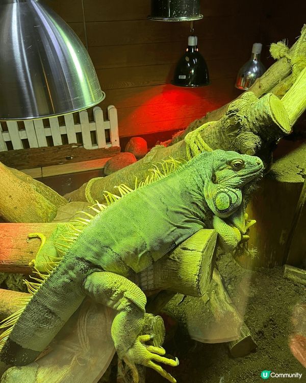 聖誕節到訪挪亞方舟，方舟博物館裏有介紹不同的小動物，例如鸚鵡...