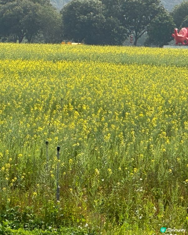 光明歡樂田園-油菜花田