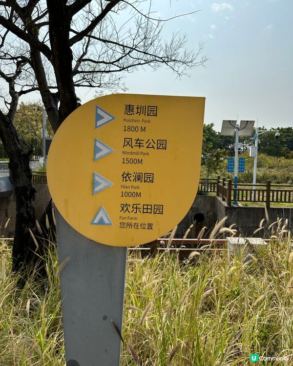 光明歡樂田園-油菜花田