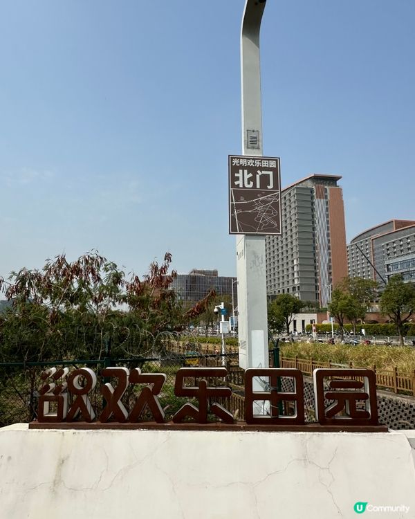 光明歡樂田園-油菜花田