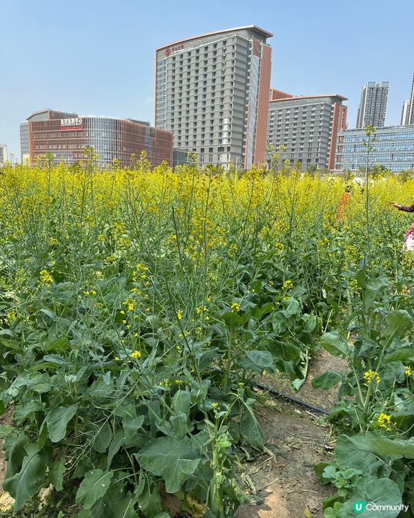 光明歡樂田園-油菜花田