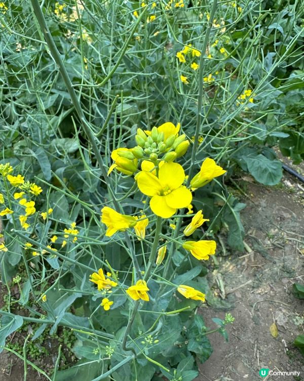 光明歡樂田園-油菜花田
