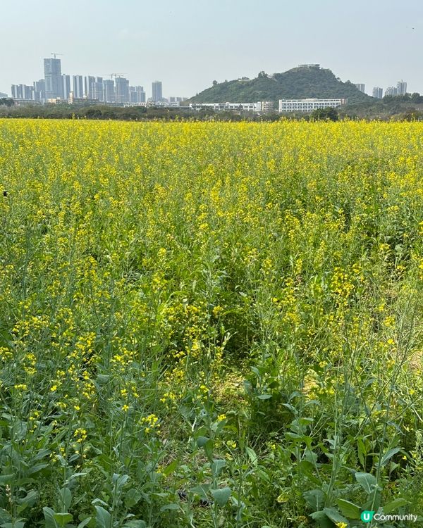 光明歡樂田園-油菜花田