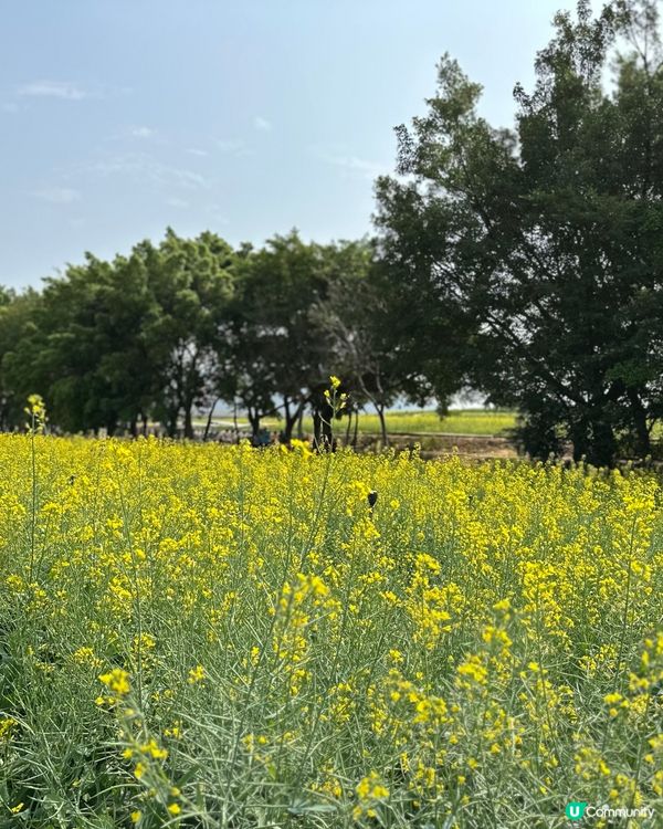 光明歡樂田園-油菜花田