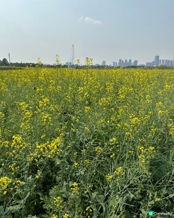 光明歡樂田園-油菜花田