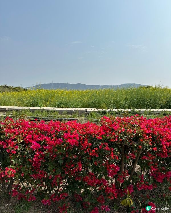光明歡樂田園-油菜花田