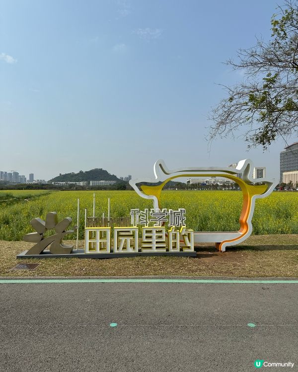 光明歡樂田園-油菜花田