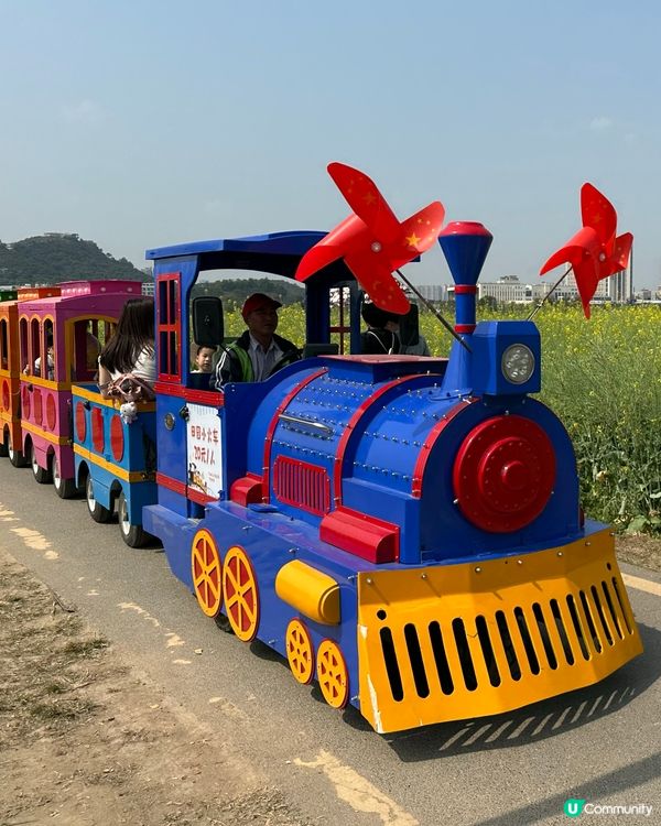 光明歡樂田園-油菜花田