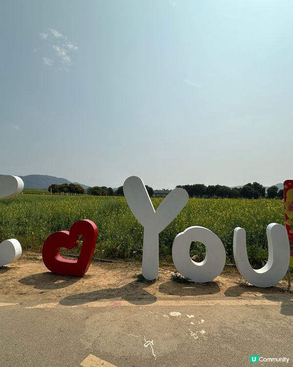 光明歡樂田園-油菜花田