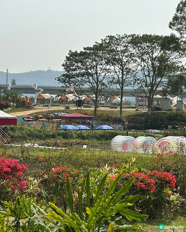 光明歡樂田園-油菜花田