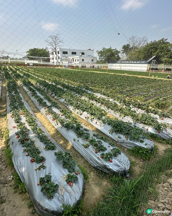 光明歡樂田園-油菜花田