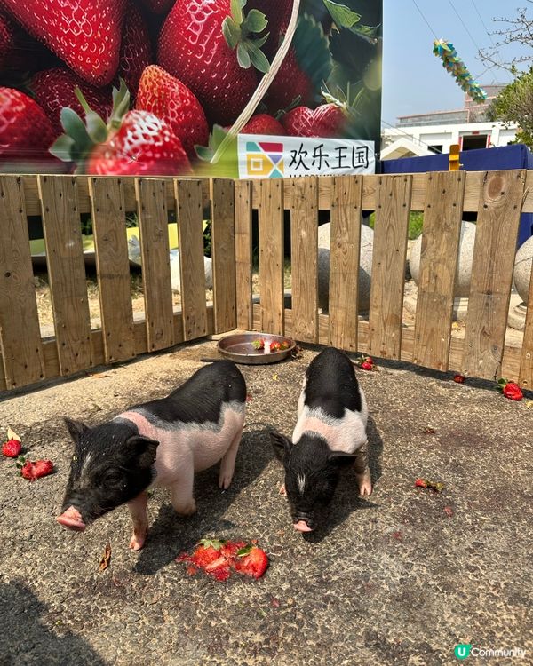 光明歡樂田園-油菜花田