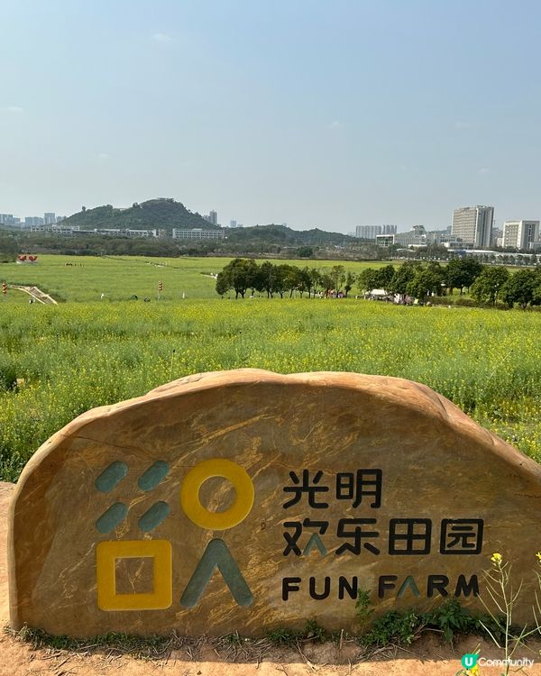 光明歡樂田園-油菜花田