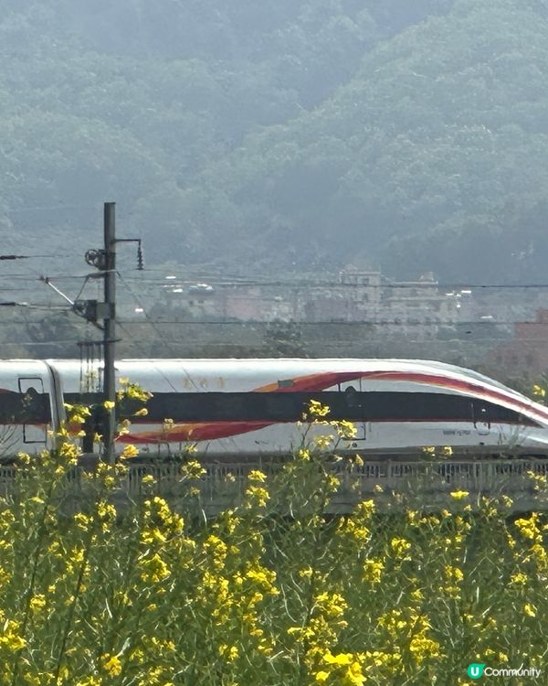 光明歡樂田園-油菜花田