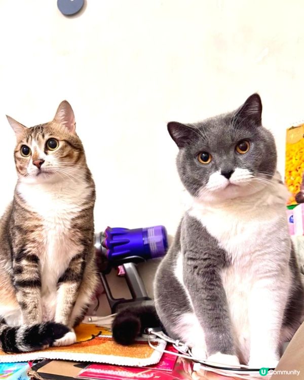 🐱兩兄弟一條心搵食🐱