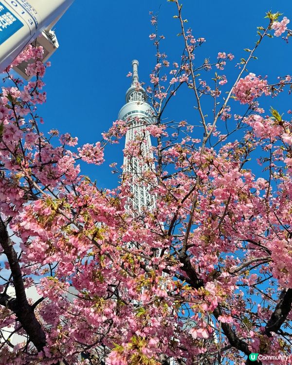 ## 東京早櫻🌸  晴空塔影靚相📸