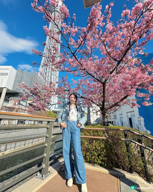 ## 東京早櫻🌸  晴空塔影靚相📸