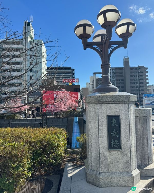 ## 東京早櫻🌸  晴空塔影靚相📸