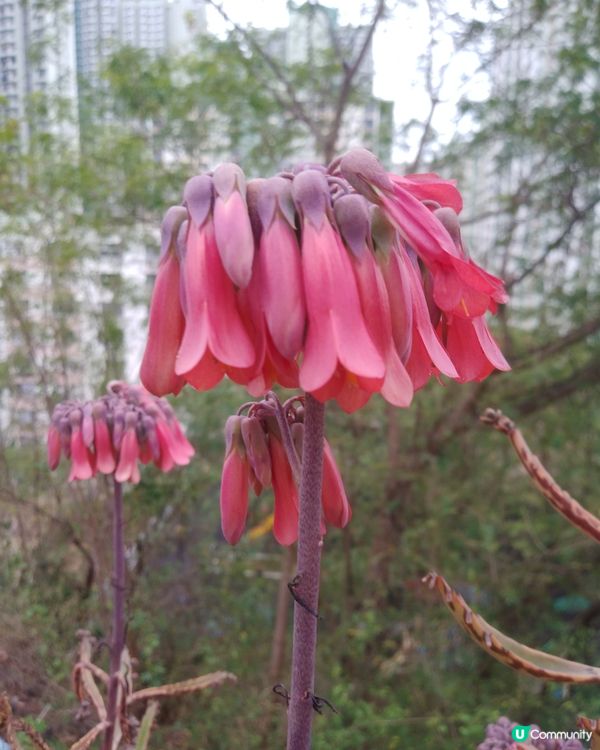 落地生根就有咁靚花