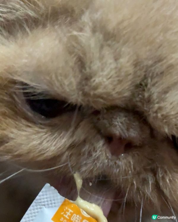 俾貓貓試食汪喵星球肉泥