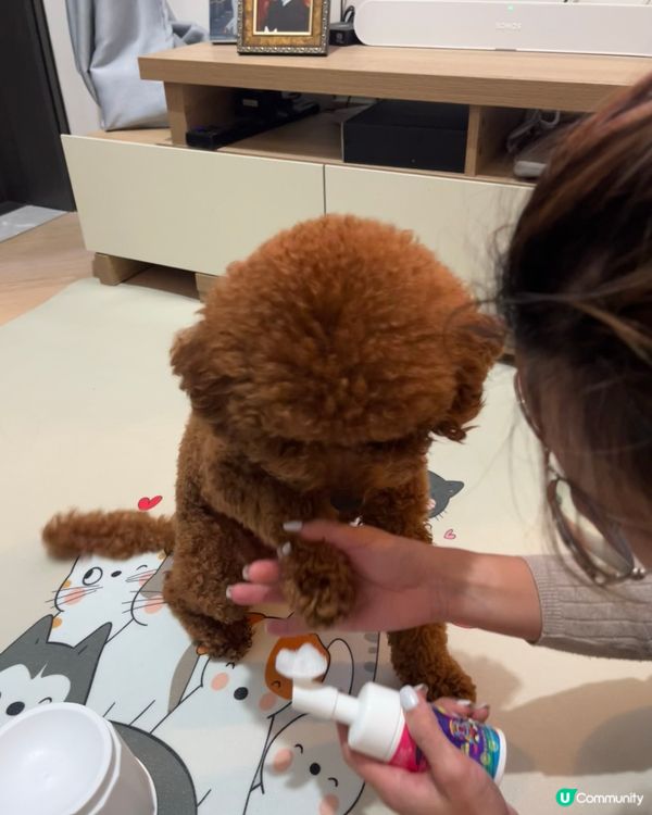 🐾腳掌潔護泡泡，洗腳新體驗！🤩