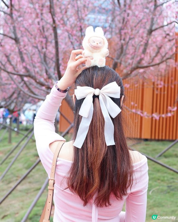 櫻花海岸🌸賞花攻略