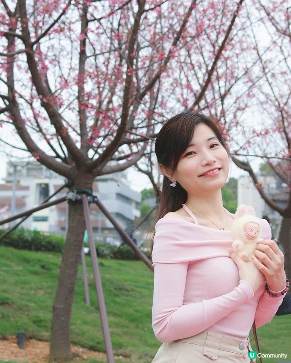 櫻花海岸🌸賞花攻略