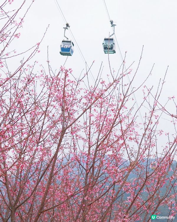 櫻花海岸🌸賞花攻略