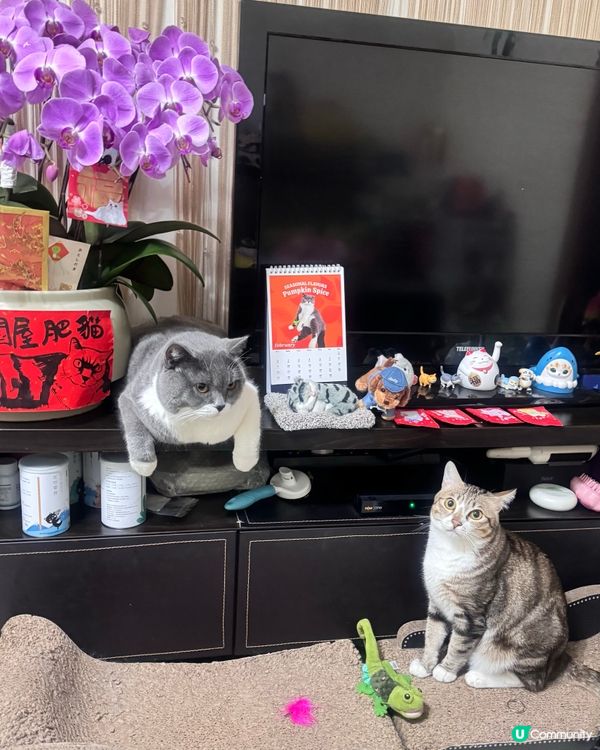 兩隻嘢密謀緊咩呢？⋯⋯