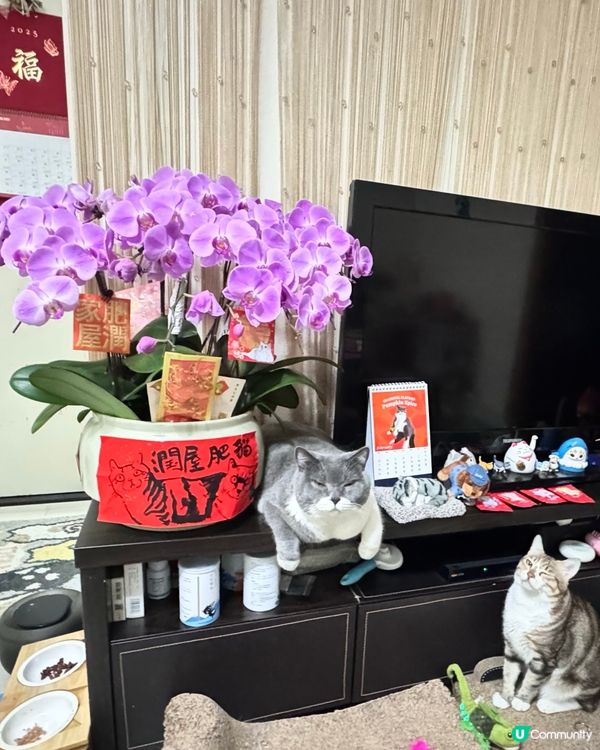 兩隻嘢密謀緊咩呢？⋯⋯