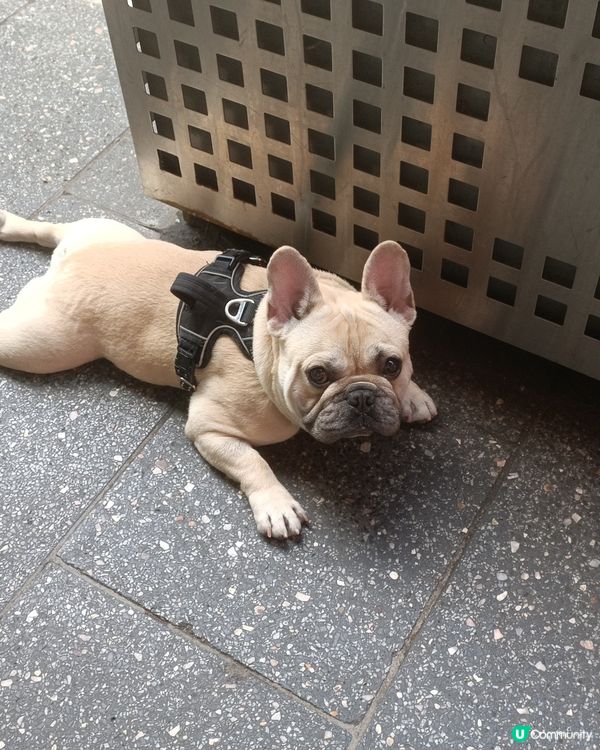 趴地狗狗